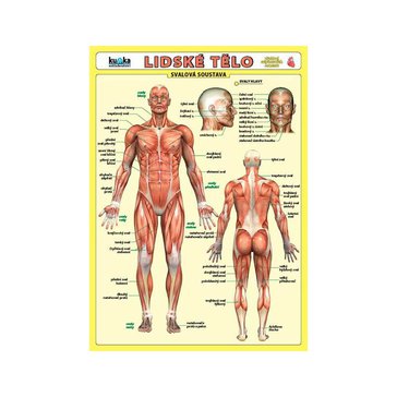 Tabulka naučná A4, Lidské tělo